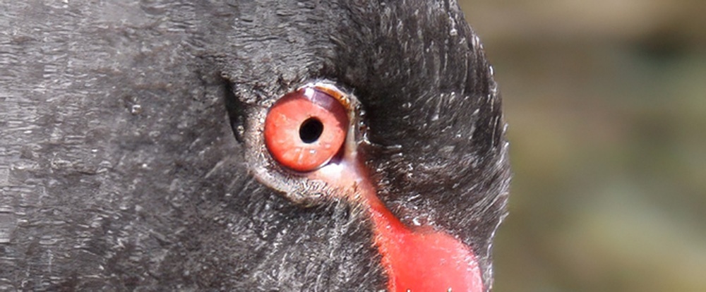 Farbiges%20Vogelauge